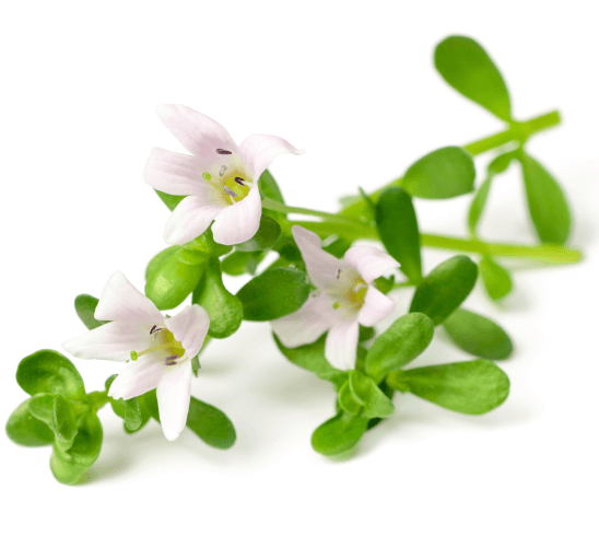 Bacopa