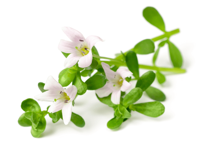 Bacopa