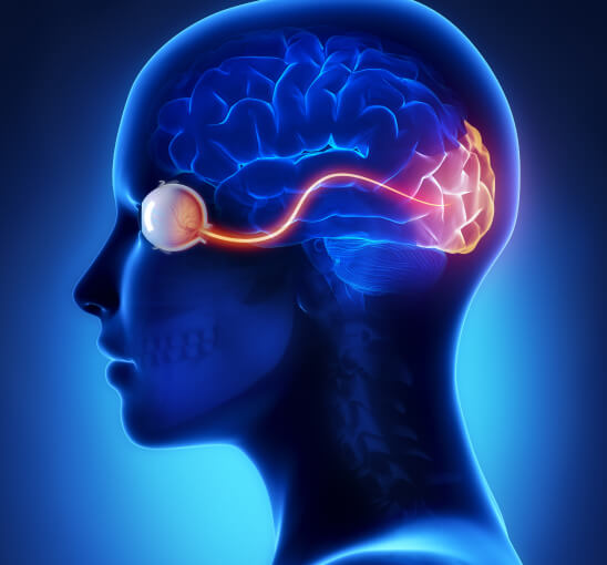Eye and brains