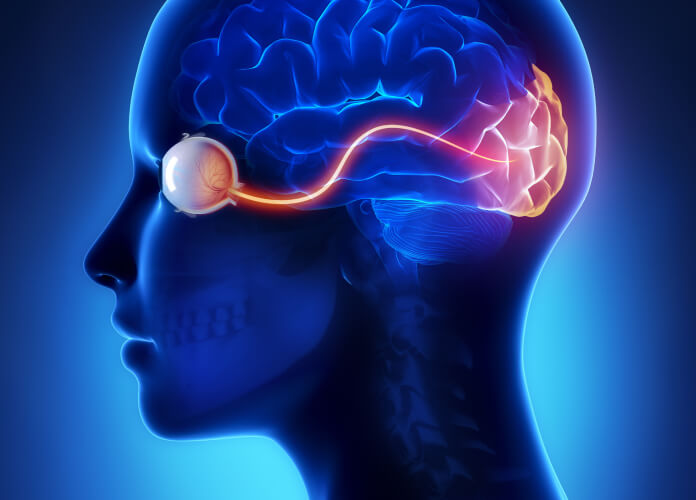 Eye and brains